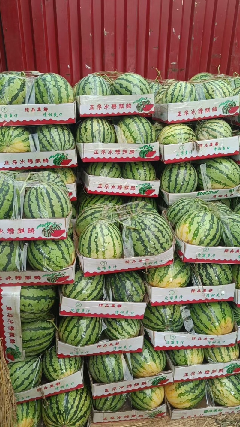 河南美都西瓜大量上市中，一手货源视频看货全国发货