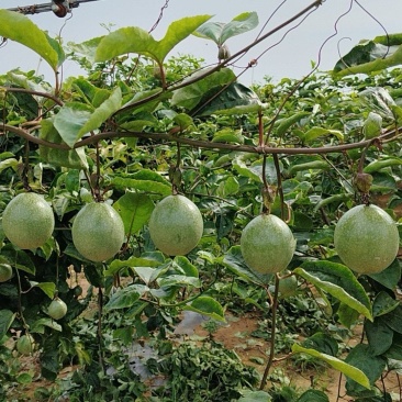 百香果