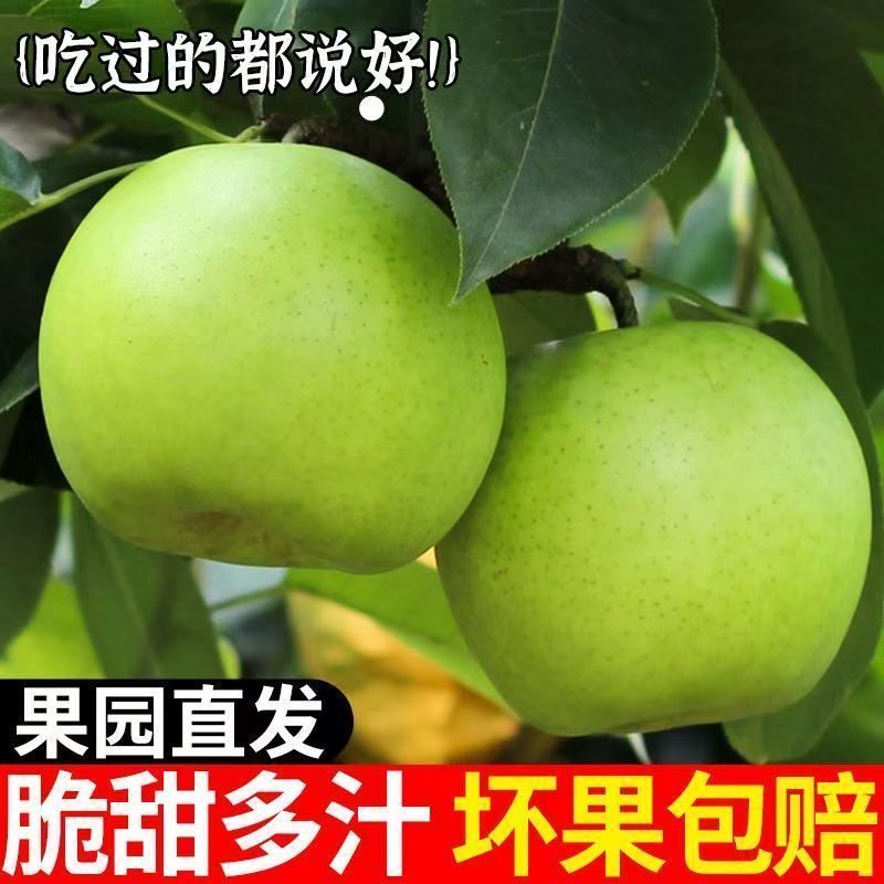 大巴山富硒青梨