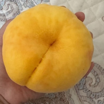 毛蟠桃，套袋不套袋都有，价格面议