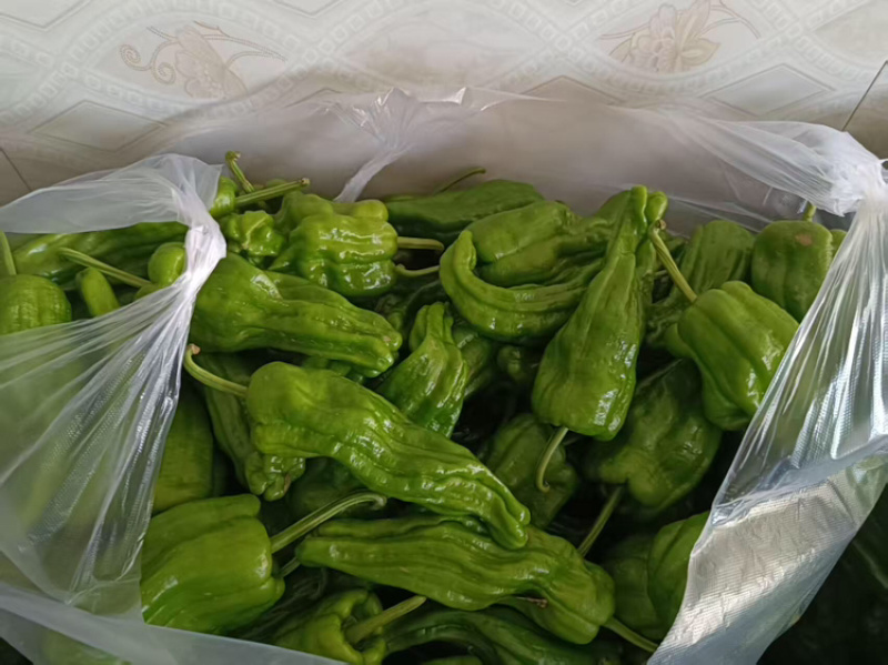 芜湖椒品质保证服务周到产地直销欢迎联系