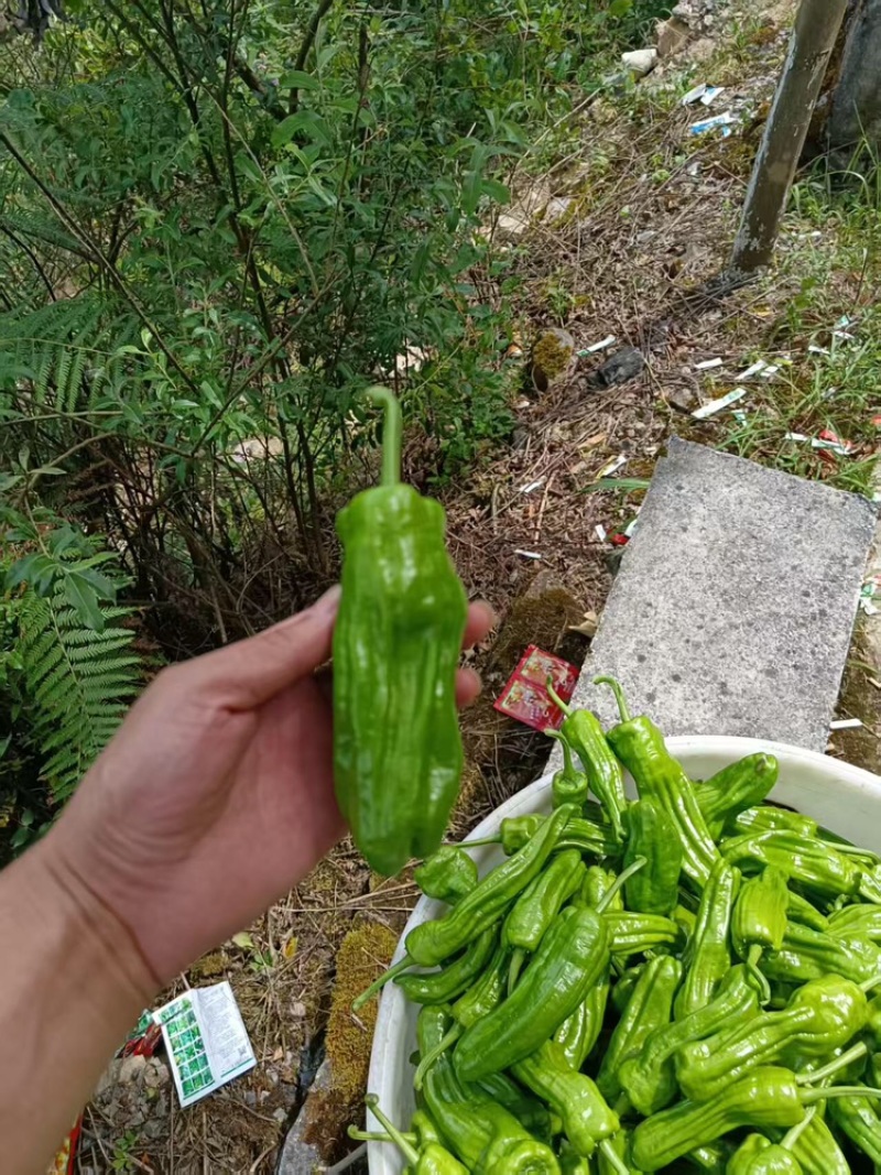 芜湖椒品质保证服务周到产地直销欢迎联系