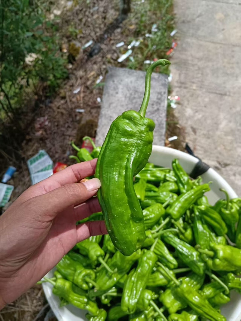 芜湖椒品质保证服务周到产地直销欢迎联系