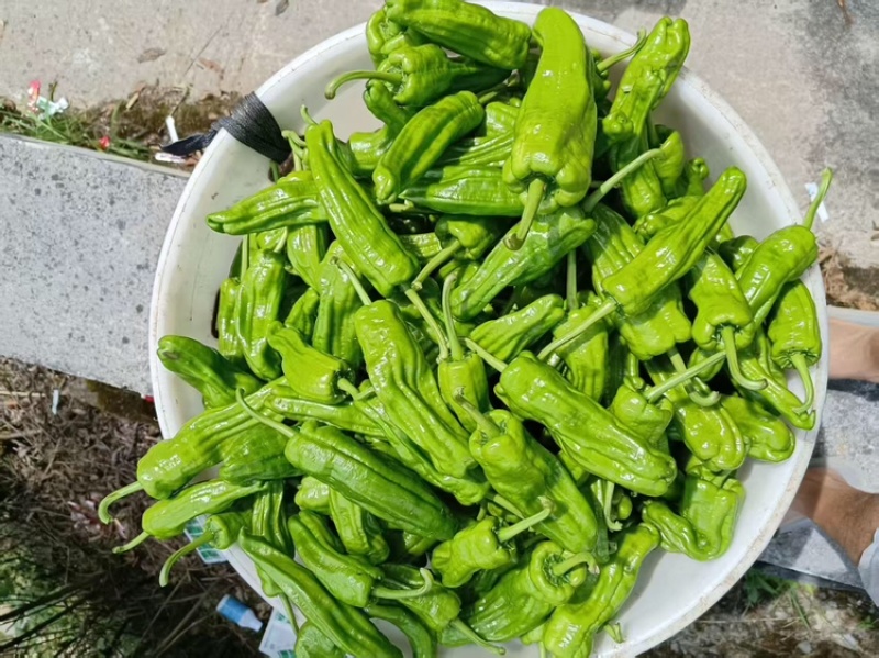 芜湖椒品质保证服务周到产地直销欢迎联系