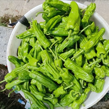 芜湖椒品质保证服务周到产地直销欢迎联系