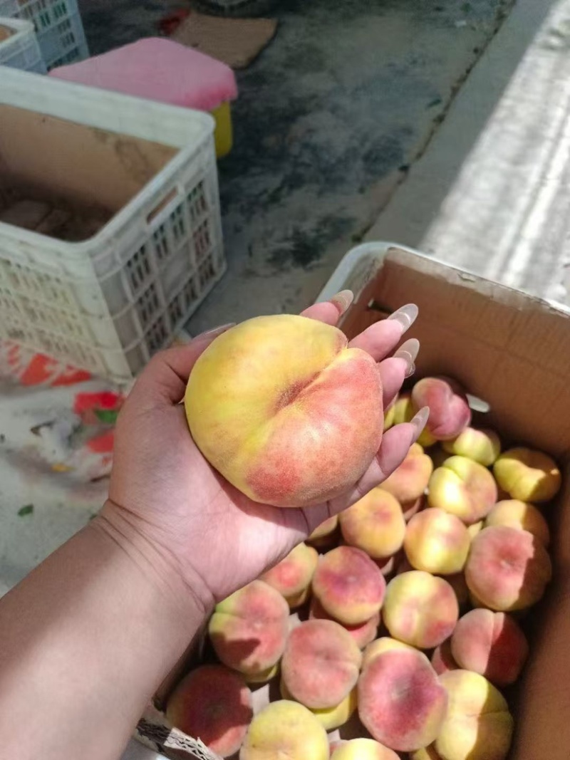 毛蟠桃，套袋不套袋都有，价格面议