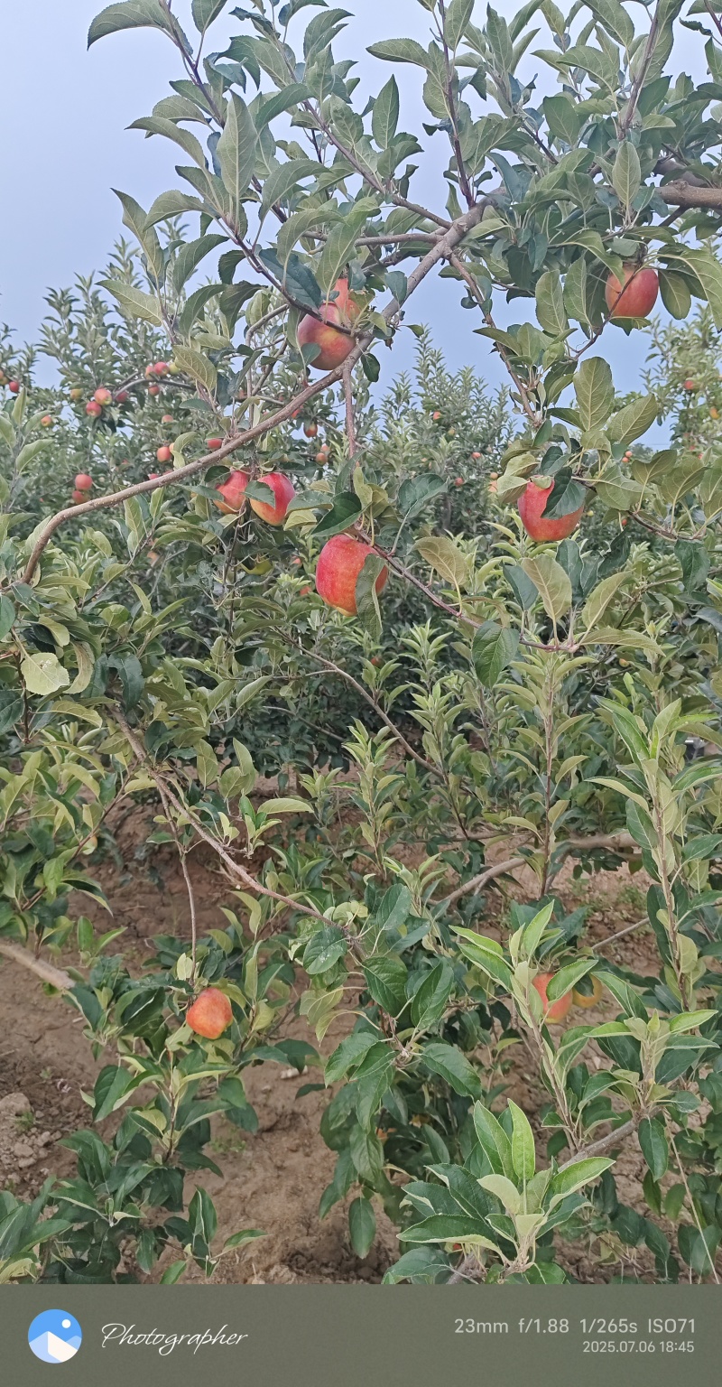 早熟苹果-鲁丽、秦阳陆续上市