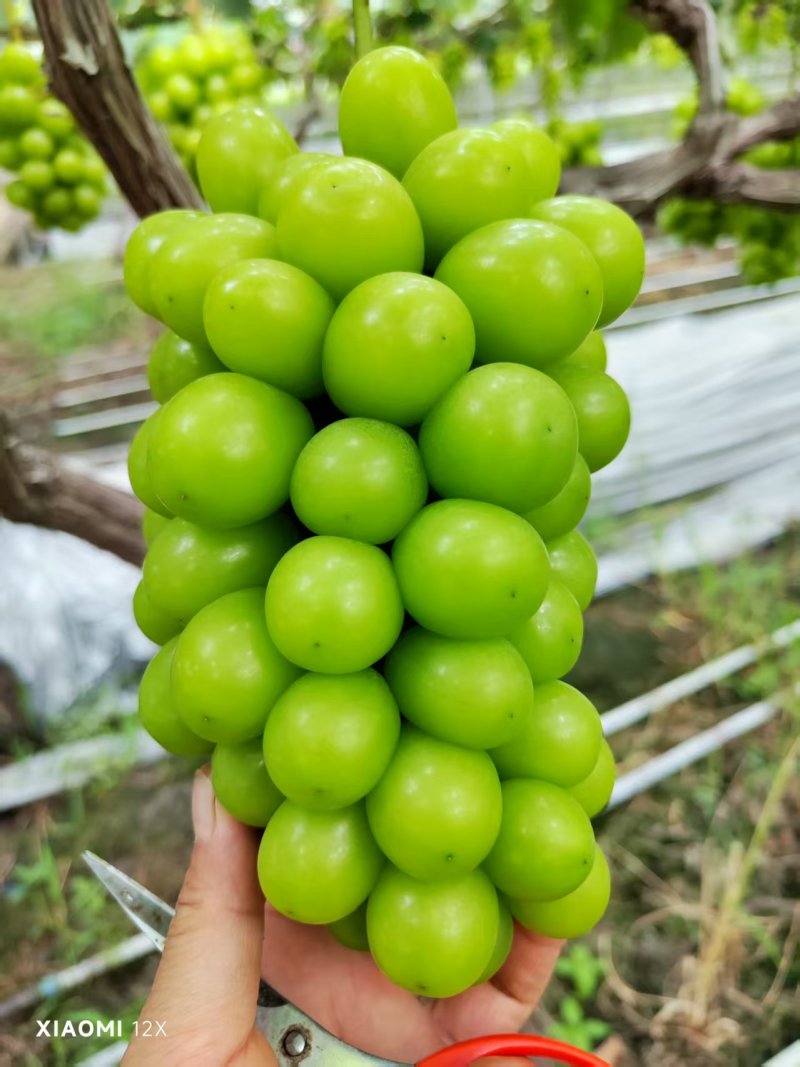 四川阳光玫瑰葡萄大量现货供应，现摘现发，可视频看货