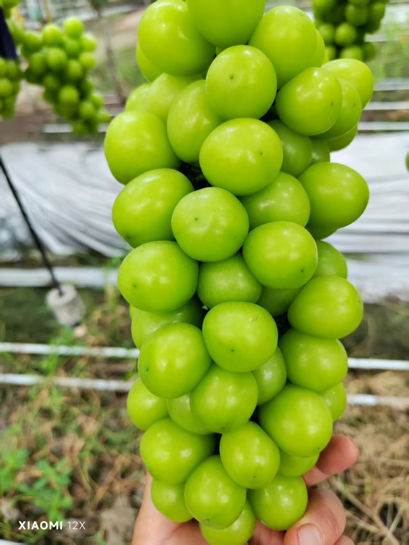 四川阳光玫瑰葡萄大量现货供应，现摘现发，可视频看货