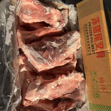 多肉尾叉骨