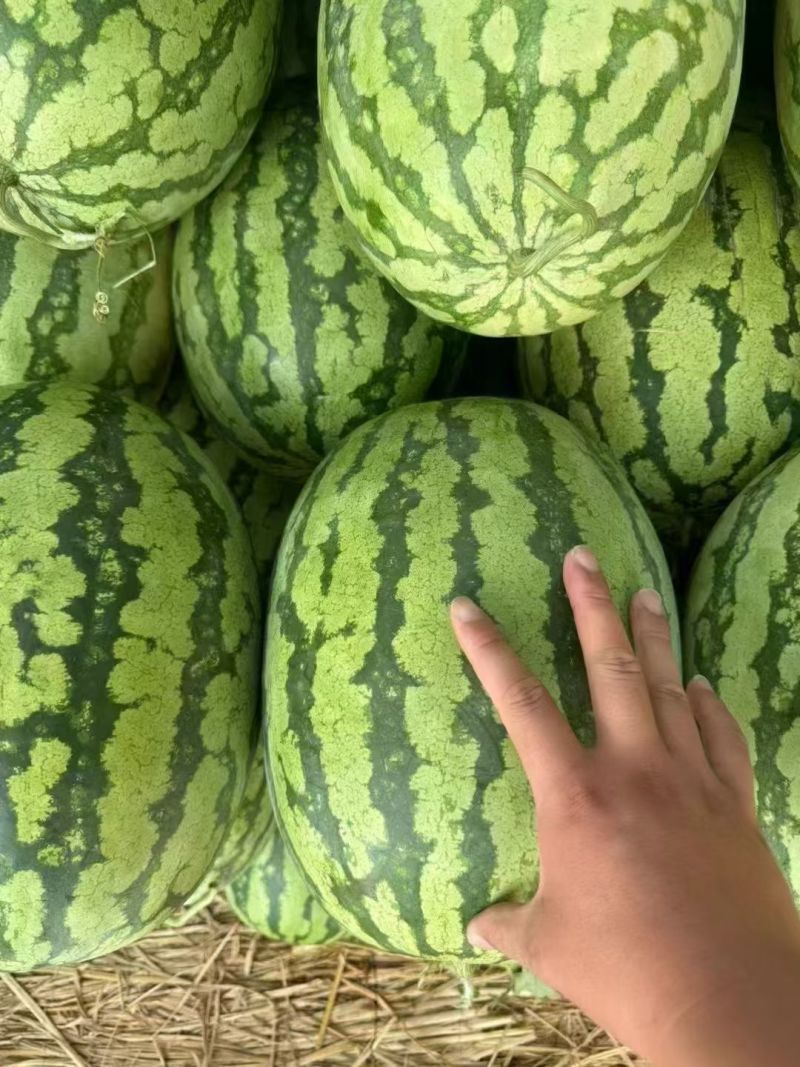 宁夏，硒砂瓜，石头瓜原产地发货一手货源批发品质保证