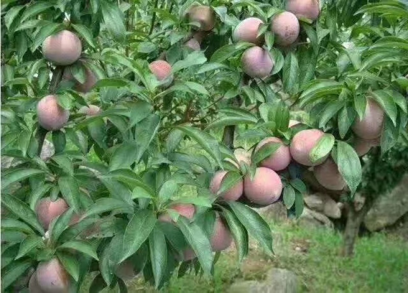 浙江绍兴嵊州桃形李