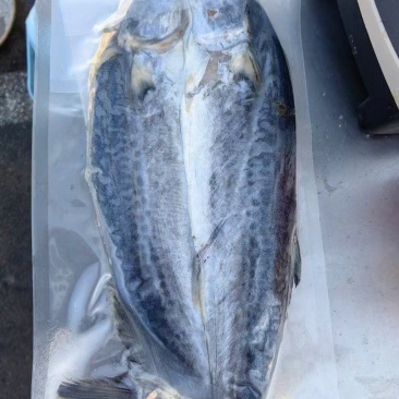 鲅鱼