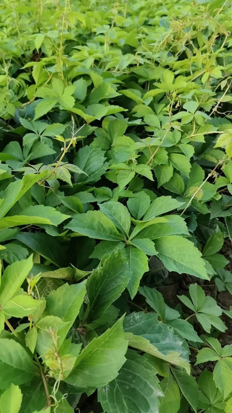 营养杯爬山虎五叶地锦适合坡底庭院苗木基地直供！