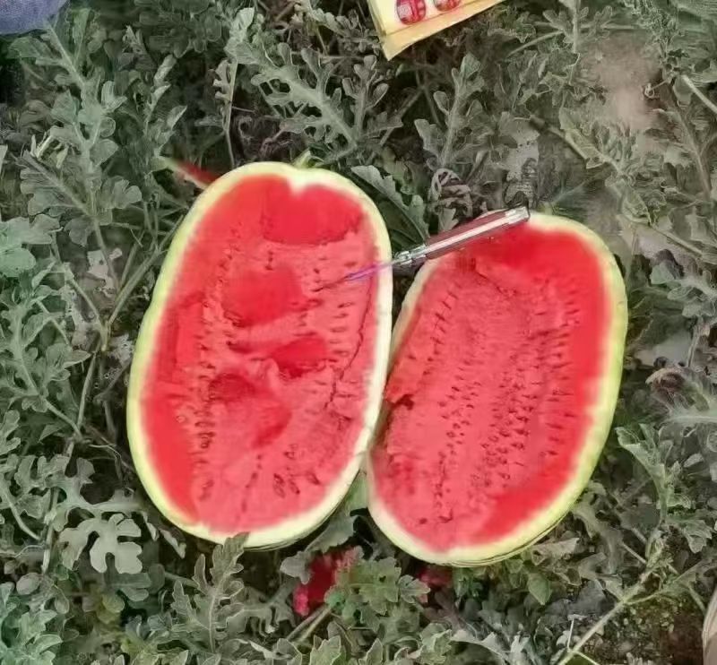 宁夏，硒砂瓜，石头瓜原产地发货一手货源批发品质保证