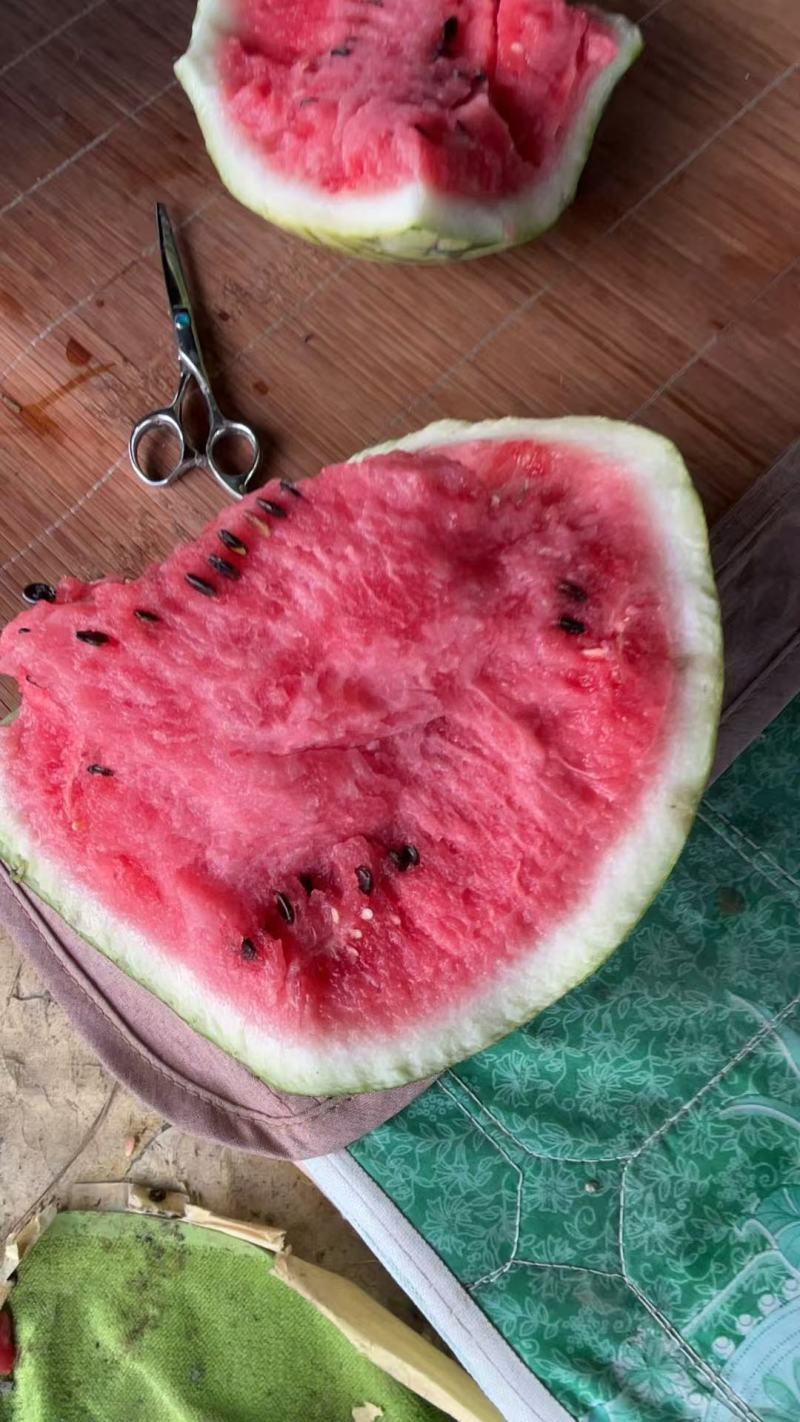 美都西瓜8424西瓜大量少量都有卖欢迎采购