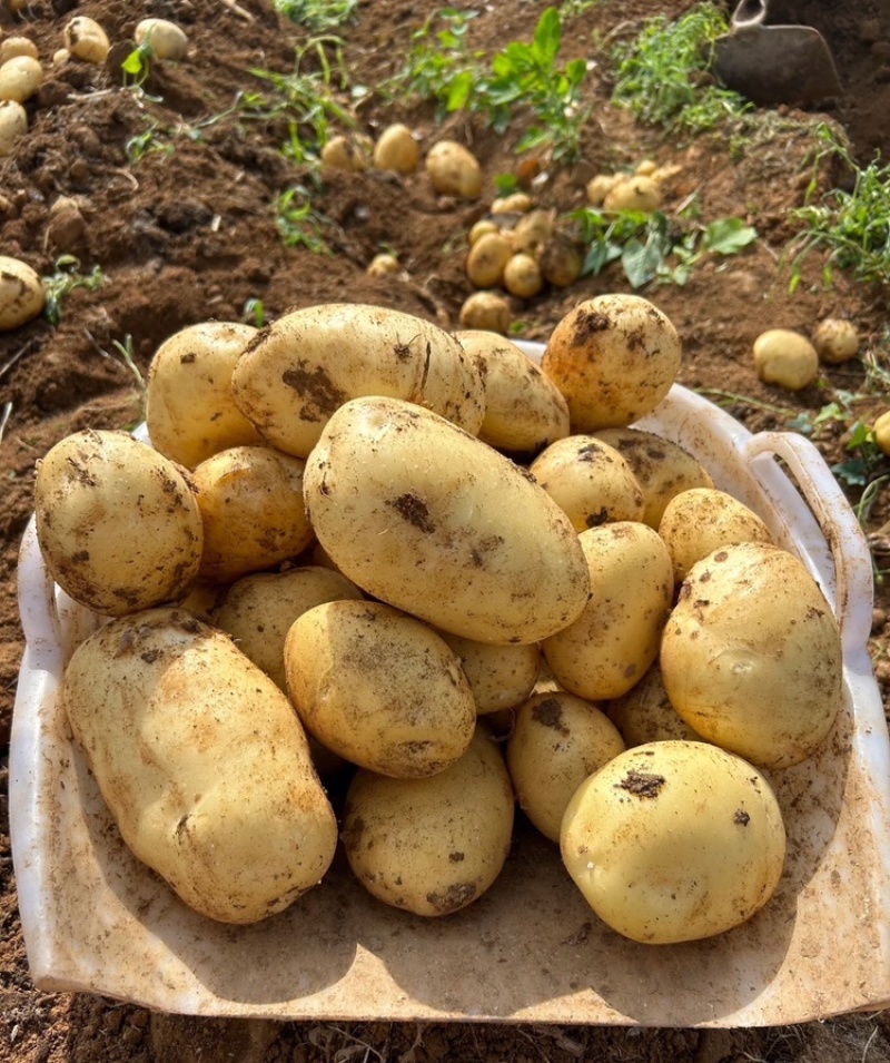 黄心土豆精品土豆基地直发供应全国市场电商商超