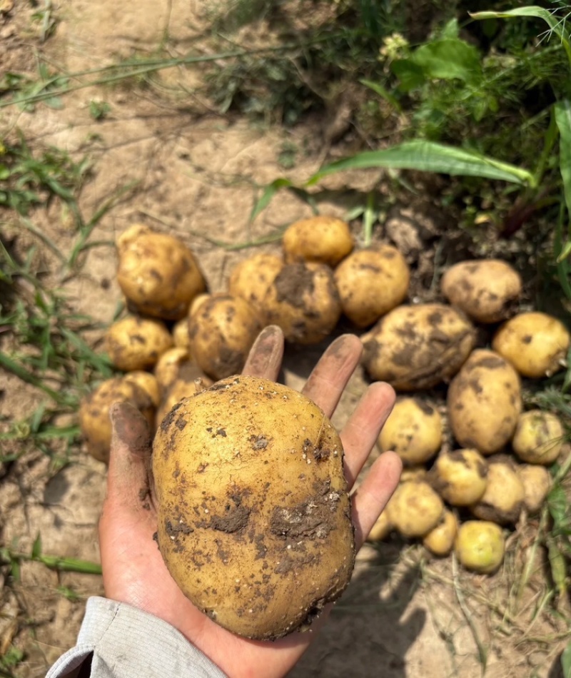沃土5号黄皮黄心基地直供量大从优欢迎来电咨询
