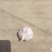 大蒜