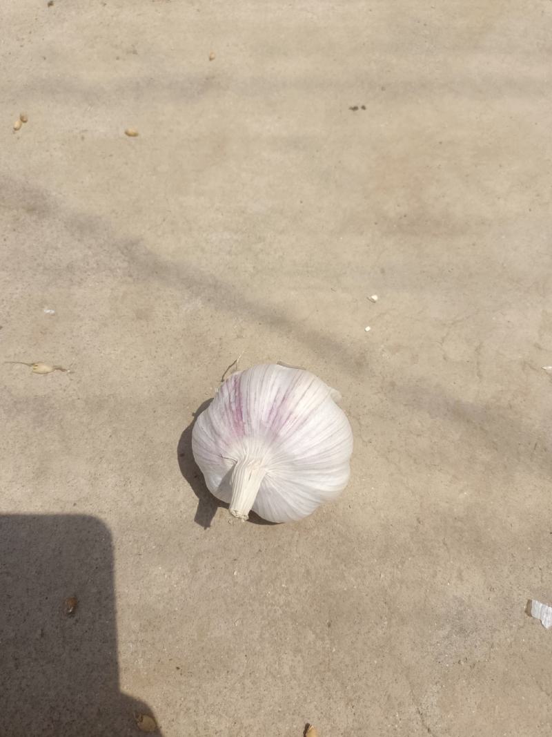 大蒜