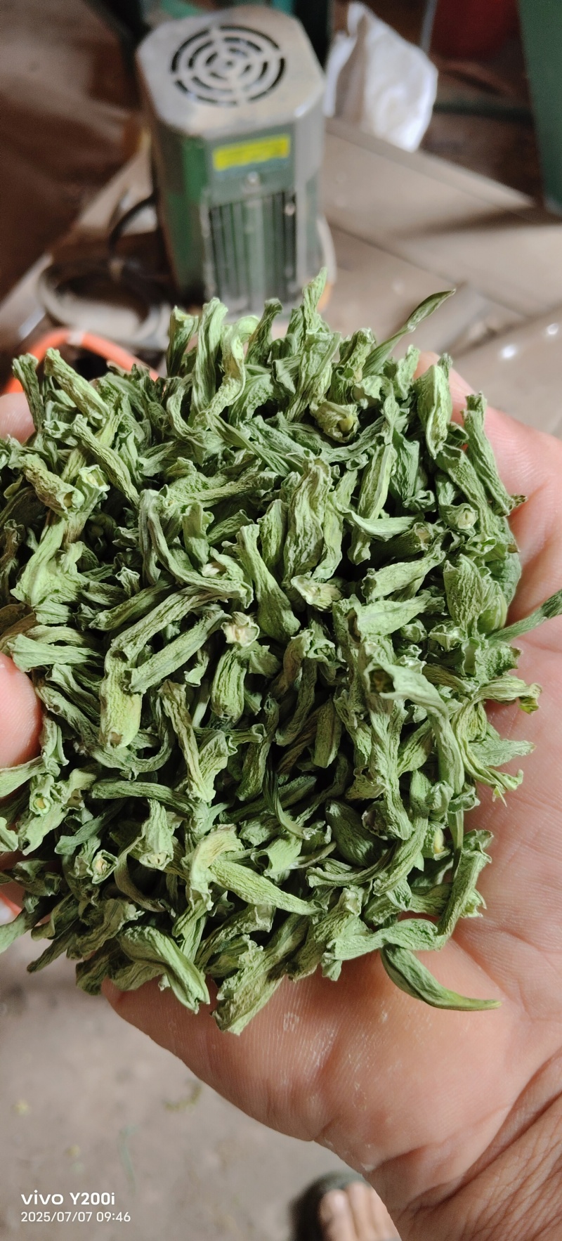 豆角颗粒干豆角段低温烘干/源头工厂/产地直发
