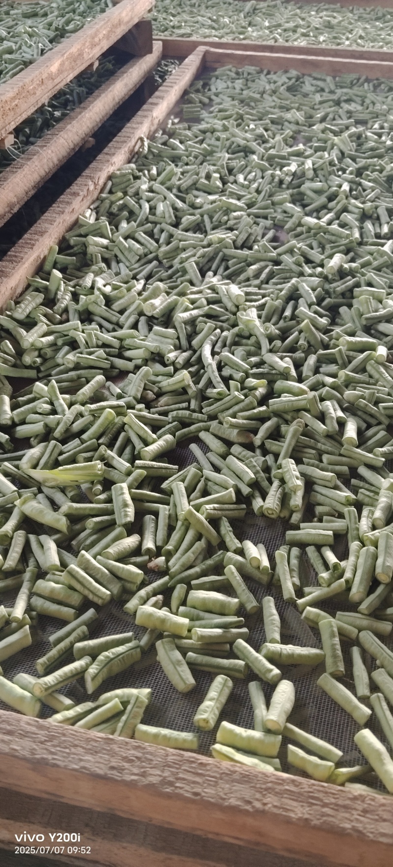 豆角颗粒干豆角段低温烘干/源头工厂/产地直发