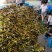 安徽双季茭白大量接单产地直发品质保证欢迎来电
