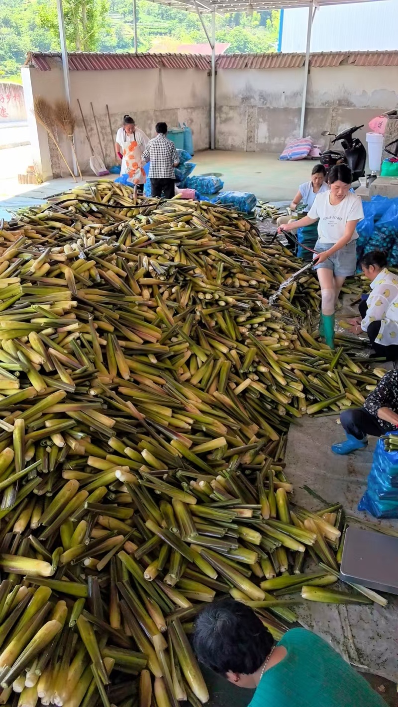 安徽双季茭白大量接单产地直发品质保证欢迎来电