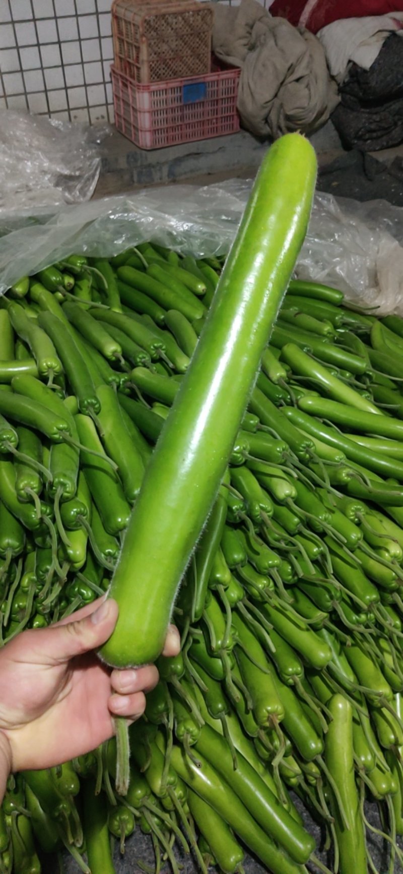 山东青州瓠子瓜