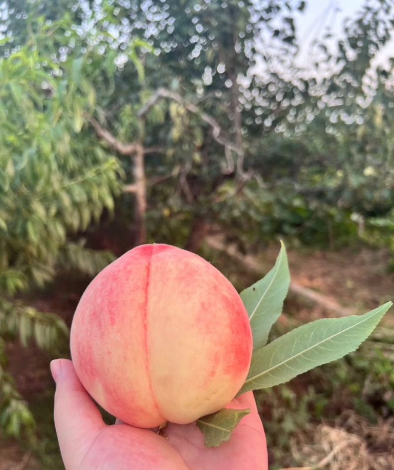 山东北京八号桃水蜜桃基地直供量大从优品质保证