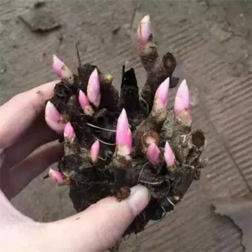 白芍芽子