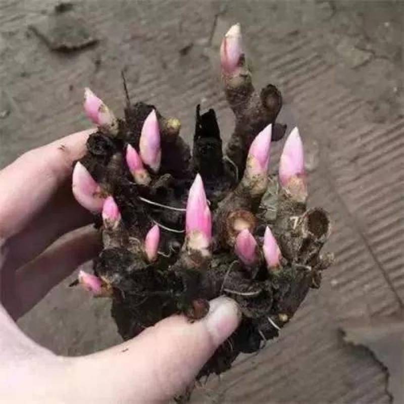 白芍芽子