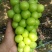 阳光玫瑰葡萄大量上市产地直发，品质保证，服务周到诚信经营