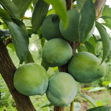 黄金油奈李