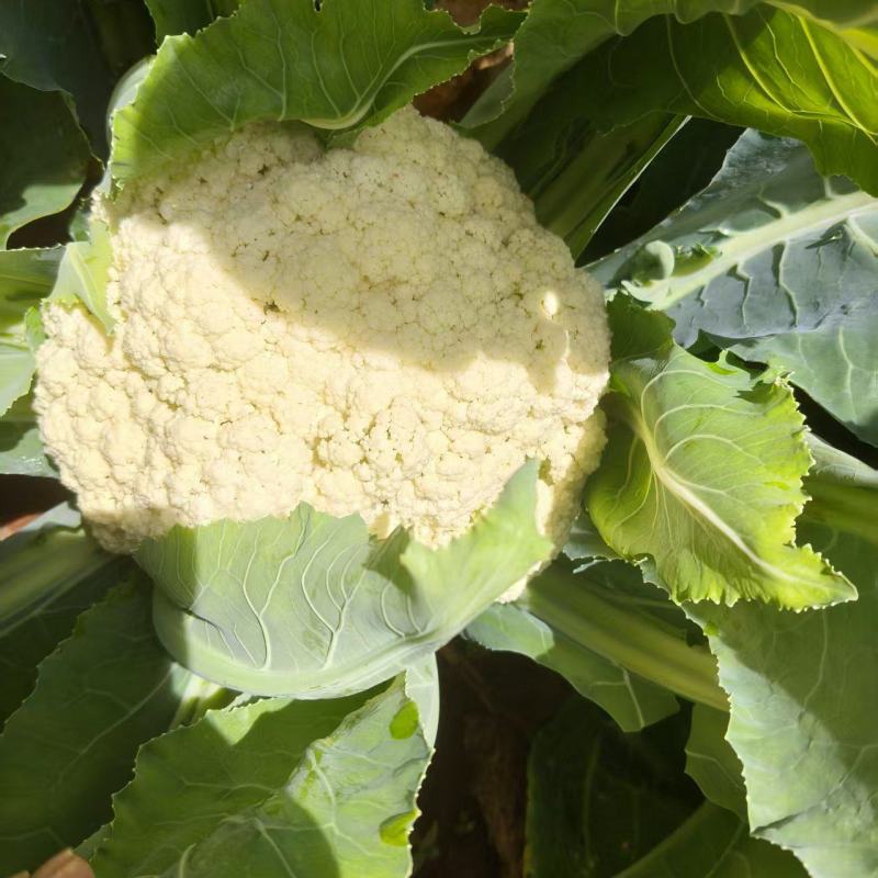 小米90高脚松花