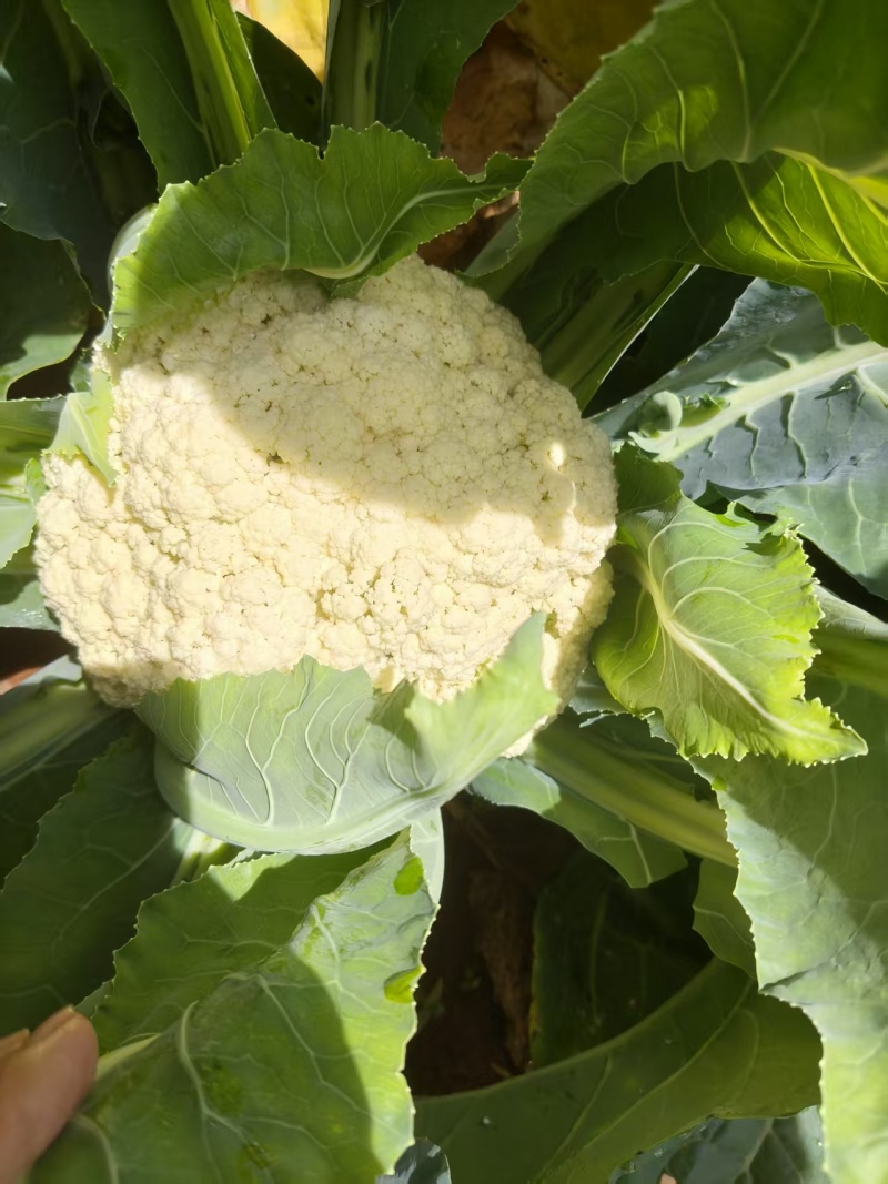 小米90高脚松花