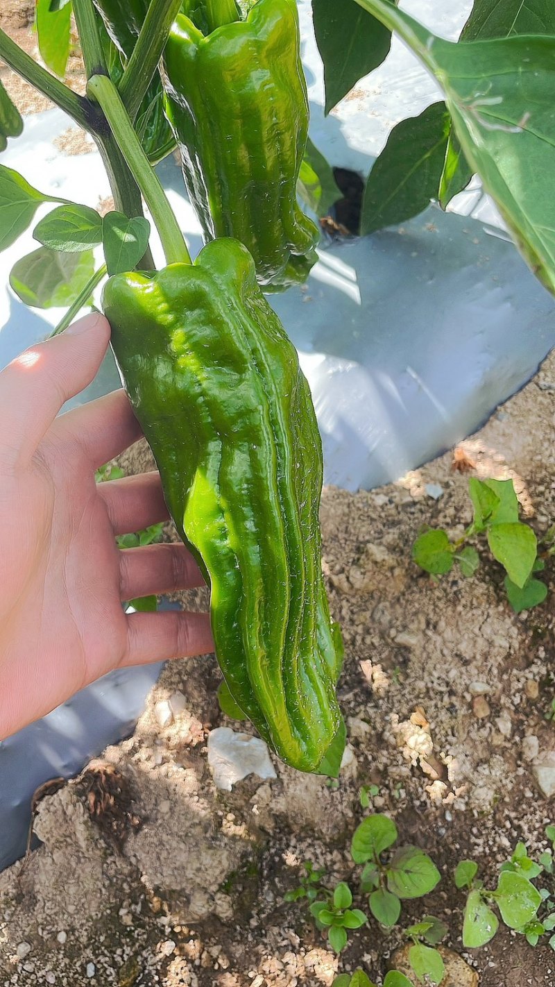 芜湖椒螺丝椒线椒鱼干椒牛角椒