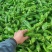 芜湖椒螺丝椒线椒鱼干椒牛角椒