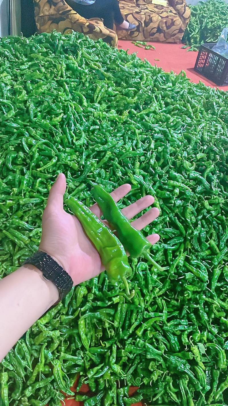 芜湖椒螺丝椒线椒鱼干椒牛角椒