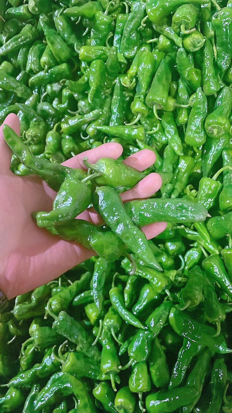 芜湖椒螺丝椒线椒鱼干椒牛角椒