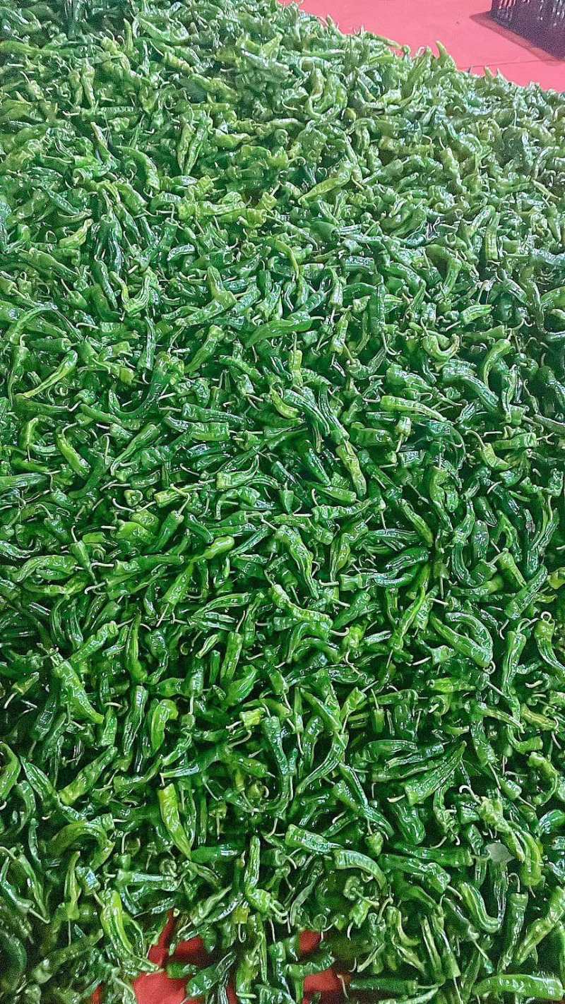 芜湖椒螺丝椒线椒鱼干椒牛角椒