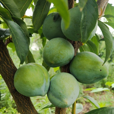 黄金油奈李