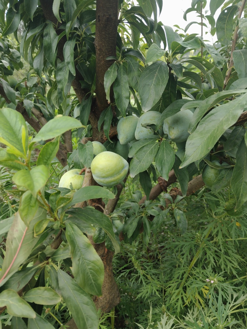 黄金油奈李