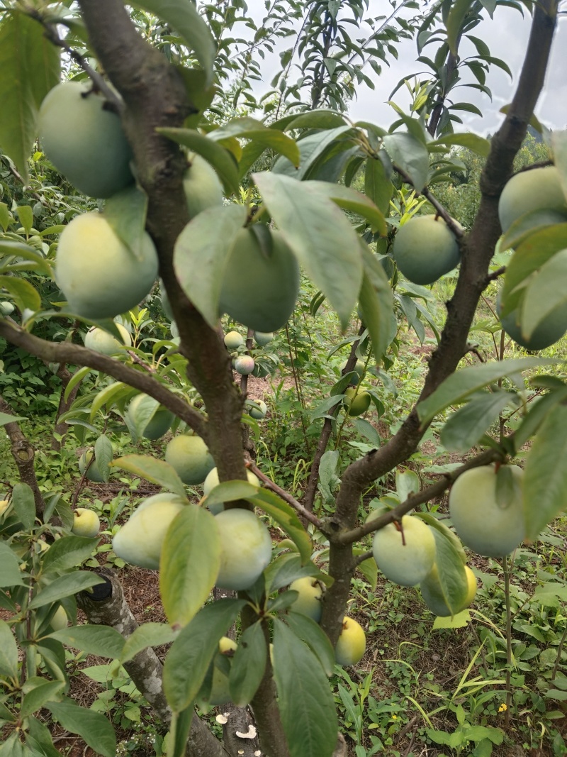 黄金油奈李