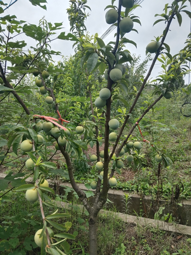 黄金油奈李
