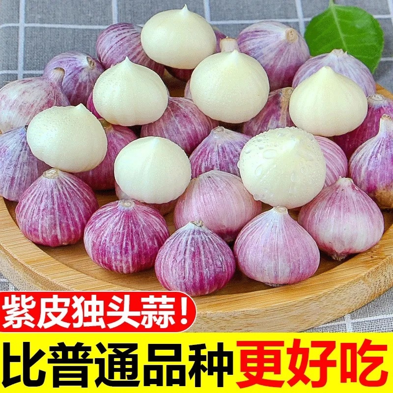 独头蒜大蒜蒜