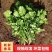 四川本地香菜，百亩种植基地，可以来看货，也可以帮忙代发。