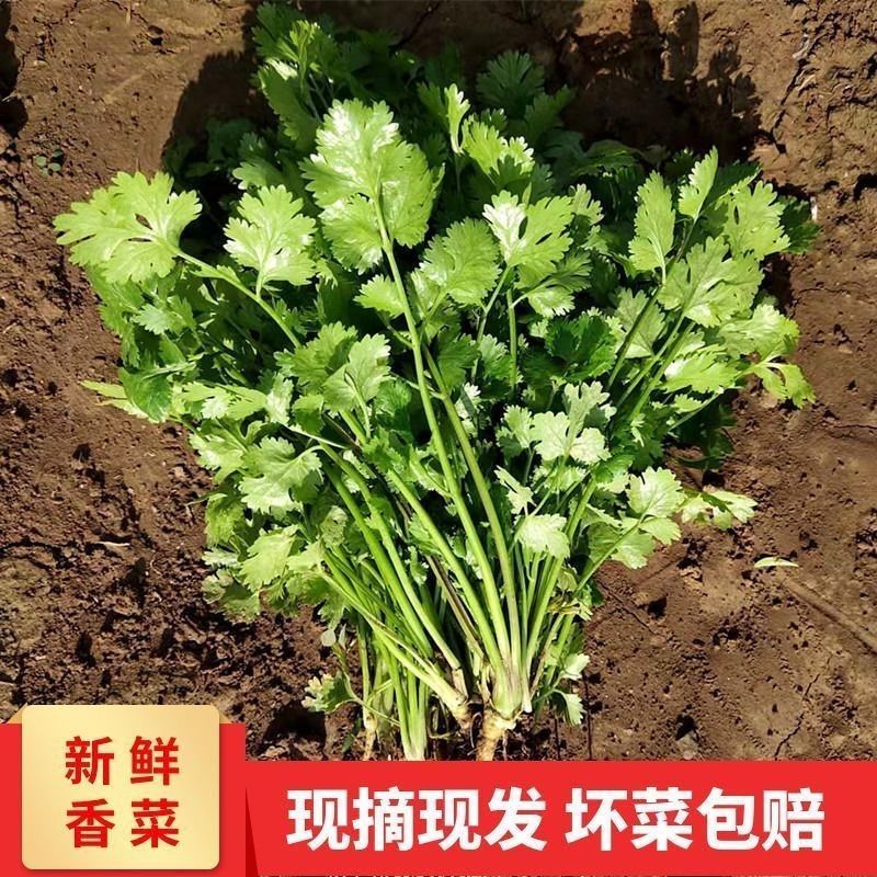 四川本地香菜，百亩种植基地，可以来看货，也可以帮忙代发。