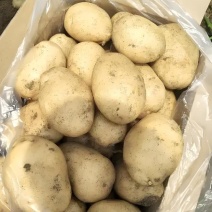 陕北精品现挖土豆-沃土系列-产地直发，大量供货中