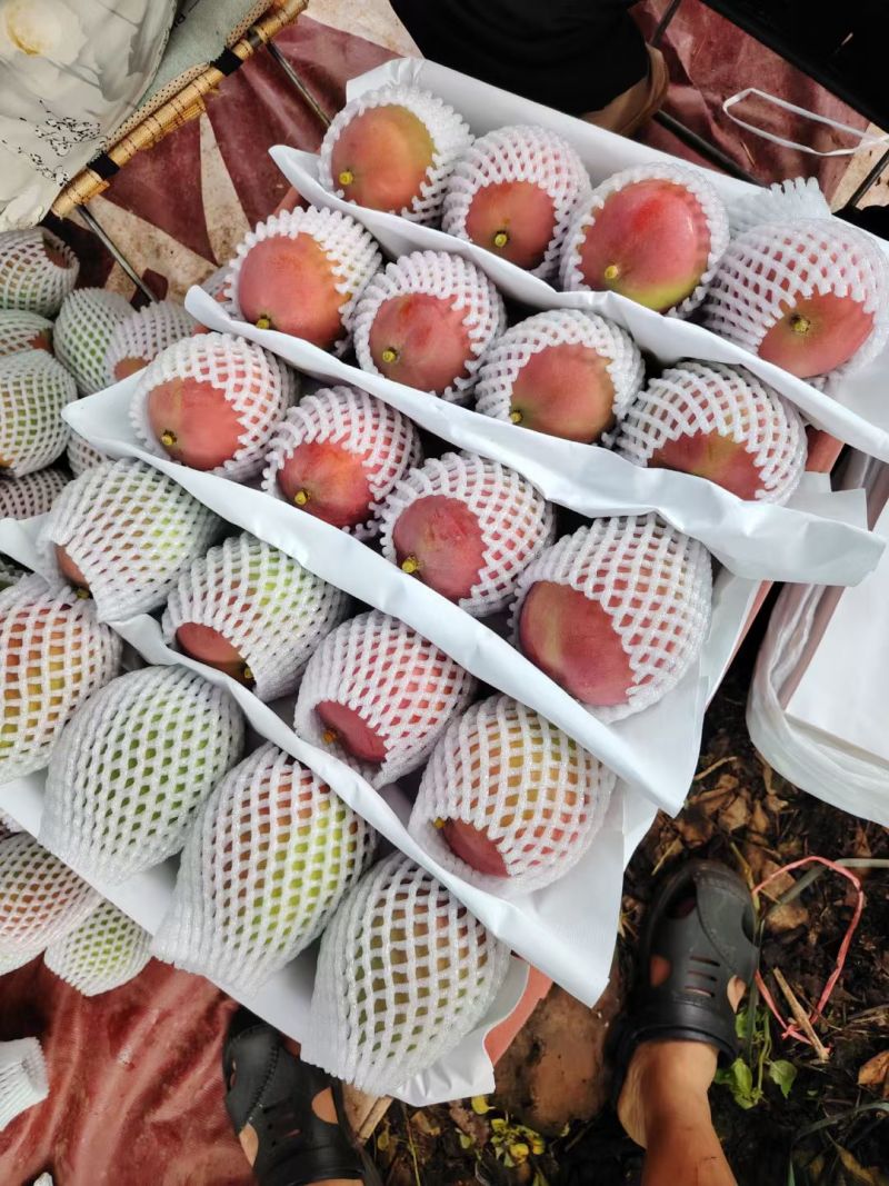 凯特芒果